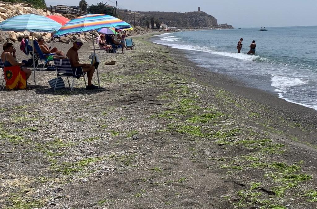 Las playas de Valle Niza, además de otros puntos de Benajarafe y Chilches, repletas de algas sin retirar