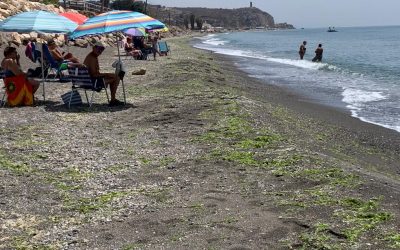 Las playas de Valle Niza, además de otros puntos de Benajarafe y Chilches, repletas de algas sin retirar